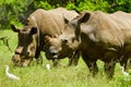 White Rhinoceros and little cattle egret bird symbiotic relationship in a game reserve in South Africa Royalty Free Stock Photo