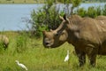 White Rhinoceros and little cattle egret bird symbiotic relationship in a game reserve in South Africa