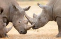 White Rhinoceros locking horns Royalty Free Stock Photo