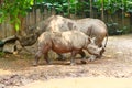 A mother and a baby white rhinoceros Royalty Free Stock Photo