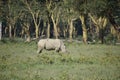 White Rhinoceros Medium Wide Shot, Lake Nakuru National Park Royalty Free Stock Photo