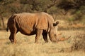 White rhinoceros in natural habitat - South Africa Royalty Free Stock Photo