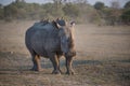 A white rhinoceros with oxpecker passengers. Royalty Free Stock Photo