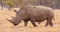 White Rhinoceros with Oxpeckers Royalty Free Stock Photo