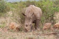 White rhinoceros in the Pilanesberg Game Reserve, South Africa Royalty Free Stock Photo