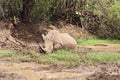 White rhinoceros at Pilanesberg Game Reserve, South Africa Royalty Free Stock Photo