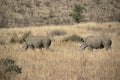 White rhinoceros at Pilanesberg National Park, South Africa Royalty Free Stock Photo