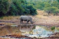 White rhinoceros Pilanesberg, South Africa safari wildlife Royalty Free Stock Photo