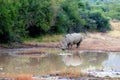 White rhinoceros Pilanesberg, South Africa safari wildlife Royalty Free Stock Photo