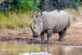 White rhinoceros Pilanesberg, South Africa safari wildlife Royalty Free Stock Photo