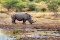 White rhinoceros Pilanesberg, South Africa safari wildlife Royalty Free Stock Photo