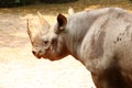 A white rhinoceros portait Royalty Free Stock Photo