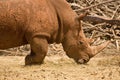 White Rhinoceros portrait