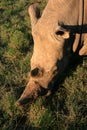 White rhinoceros portrait from above with green grass