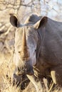 White rhinoceros portrait Ceratotherium simum, Kruger Park, South Africa