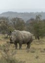 White Rhinoceros Portrait at lake Nakuru National Park