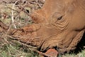 White Rhinoceros portrait