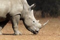 White Rhinoceros profile view closeup Royalty Free Stock Photo