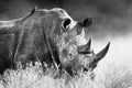 White rhinoceros, rhino bull portrait , Black and white. Ceratotherium simum Royalty Free Stock Photo