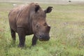 White Rhinoceros