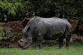 White Rhinoceros Rhinocerotidae Royalty Free Stock Photo