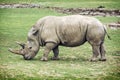 White rhinoceros side view Royalty Free Stock Photo