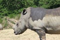 White Rhinoceros Side View Royalty Free Stock Photo