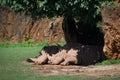 White rhinoceros sleeping in shade under tree Royalty Free Stock Photo