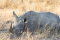 White rhinoceros sleeping in tall grass Royalty Free Stock Photo