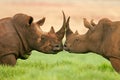 White rhinoceros, South Africa Royalty Free Stock Photo