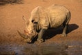 White rhinoceros, South Africa Royalty Free Stock Photo