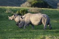 White Rhinoceros, South Africa Royalty Free Stock Photo