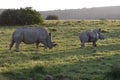 White Rhinoceros, South Africa Royalty Free Stock Photo