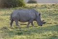 White Rhinoceros, South Africa Royalty Free Stock Photo