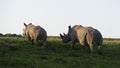 White Rhinoceros, South Africa Royalty Free Stock Photo