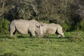 White Rhinoceros, South Africa Royalty Free Stock Photo