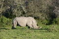 White Rhinoceros, South Africa Royalty Free Stock Photo