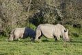 White Rhinoceros, South Africa Royalty Free Stock Photo