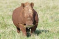 White rhinoceros, South Africa Royalty Free Stock Photo