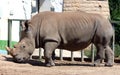 White rhinoceros