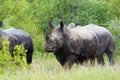 The white rhinoceros or square-lipped rhinoceros Ceratotherium simum adult male along with its herd of female.Big rhinoceros in Royalty Free Stock Photo