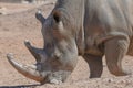 A white rhinoceros or square-lipped rhinoceros Ceratotherium simum close-up walking through the dry desert dirt Royalty Free Stock Photo