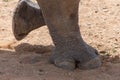 A white rhinoceros or square-lipped rhinoceros Ceratotherium simum feet moving across the dirt Royalty Free Stock Photo