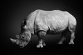 White rhinoceros square-lipped rhinoceros inhabiting South Africa on monochrome black background, black and white Royalty Free Stock Photo