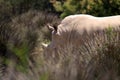 The white rhinoceros or square-lipped rhinoceros is the largest extant species of rhinoceros.