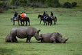 White Rhinoceros & Horse Riders, Botlierskop Reserve, South Africa