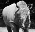 The white rhinoceros or square-lipped rhinoceros is the largest extant species of rhinoceros. Royalty Free Stock Photo