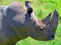 The white rhinoceros or square-lipped rhinoceros is the largest extant species of rhinoceros. Royalty Free Stock Photo