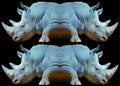 The white rhinoceros or square-lipped rhinoceros is the largest extant species Royalty Free Stock Photo