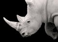 The white rhinoceros or square-lipped rhinoceros is the largest extant species of rhinoceros Royalty Free Stock Photo